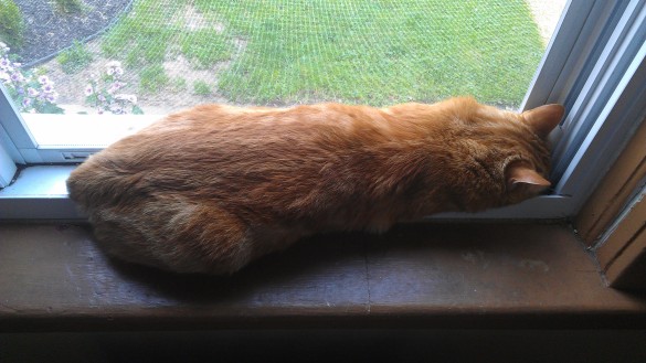 This is how Boots rolls - in the window sill.